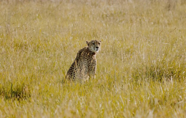 Cheetah sitting in the bush looking back