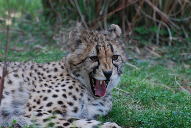 Free photo cheetah snarling with his mouth open