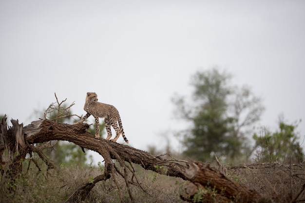 Cheetah standing on a dead tree
