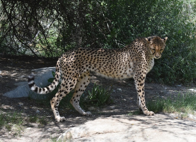 Ghepardo in piedi su una roccia piatta con la testa in giù