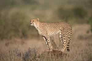 Foto gratuita ghepardo in piedi sulla roccia in cerca di una preda