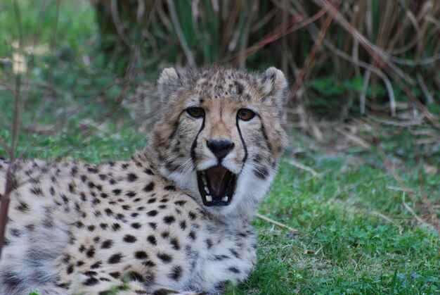 Cheetah with his mouth slightly open so that you can see his teeth.