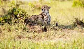 Free photo cheetah