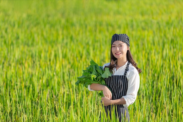 有機農場から新鮮な農産物を収穫するシェフ