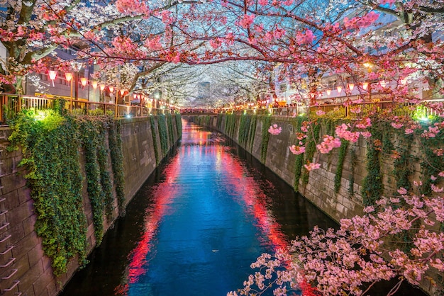 夜の東京の目黒運河の桜