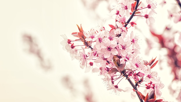 Free photo cherry blossom branch