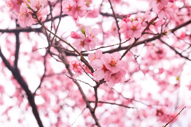 Free photo cherry blossom flower