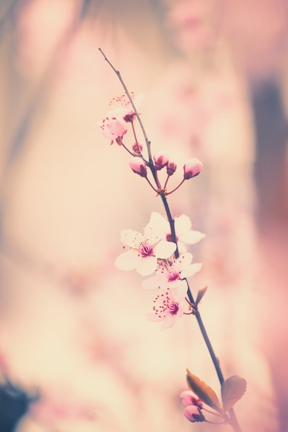 Free photo cherry blossom flowers