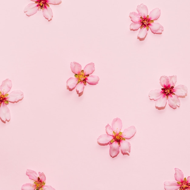 Cherry Blossom pattern on a pink background