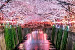 無料写真 東京の目黒川沿いの桜並木