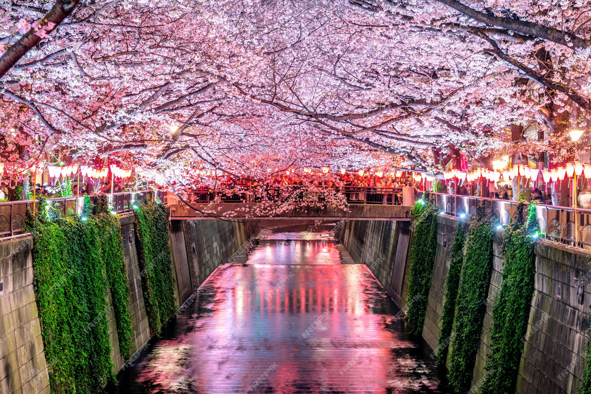 桜 写真 32 000 高画質の無料ストックフォト
