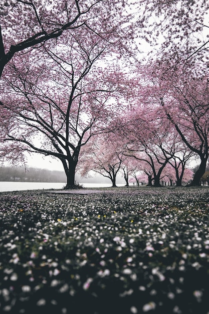 Free photo cherry blossom trees