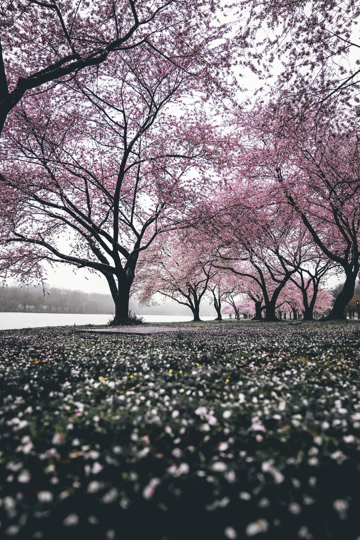 桜の木