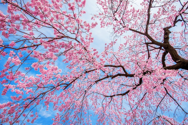 소프트 포커스가있는 벚꽃, 봄의 사쿠라 시즌.