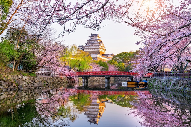 Free Photo cherry blossoms and castle in himeji, japan.
