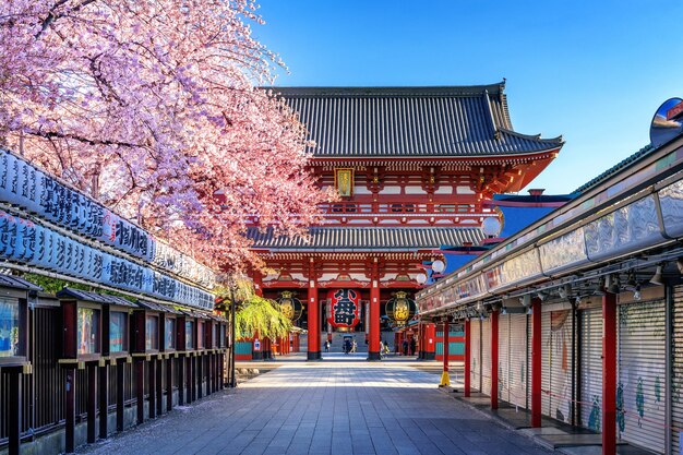 東京・浅草の桜と浅草寺。