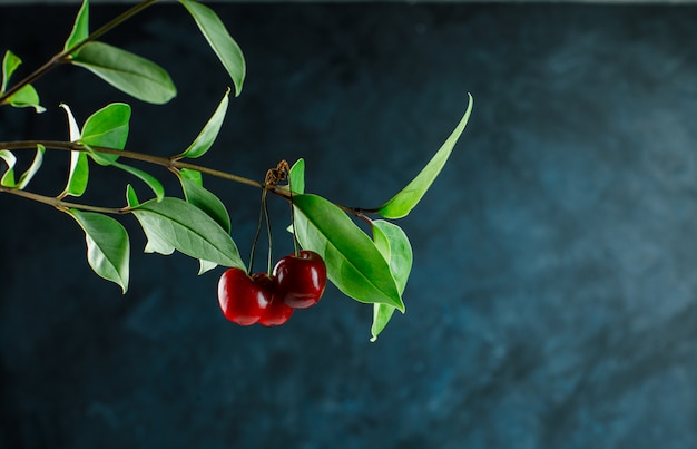 Cherry branch side view on a grungy blue background