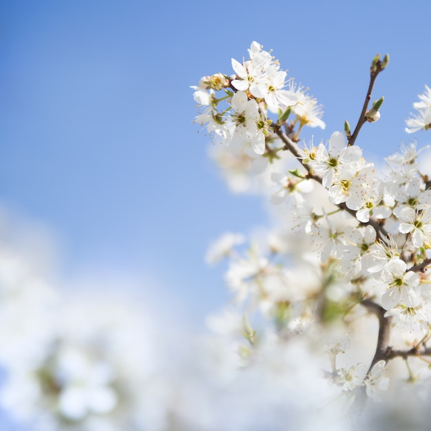 Cherry branch