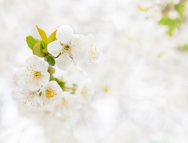 Free photo cherry branch