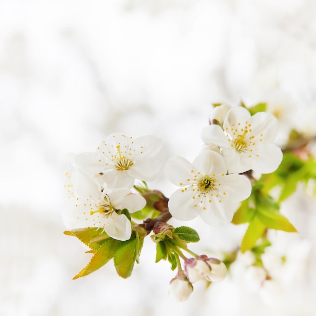 Free photo cherry branch