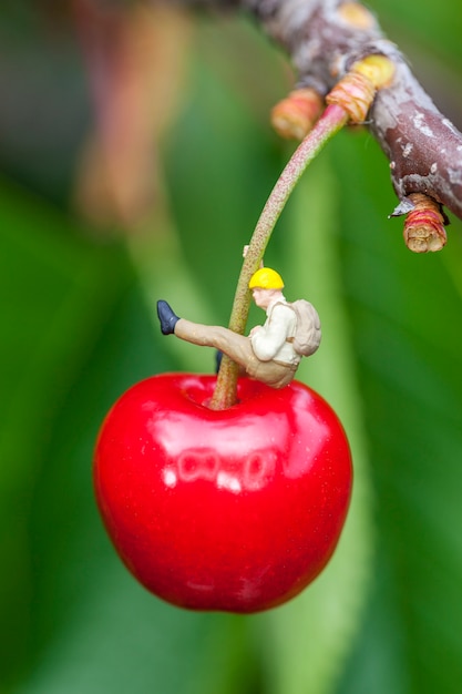 Cherry on a cherry tree branch