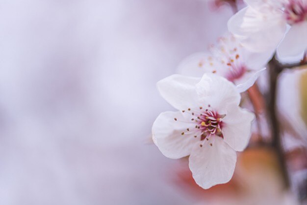 Free photo cherry flowers closeup