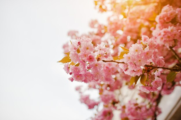 Cherry tree blossom close up with sunbeam