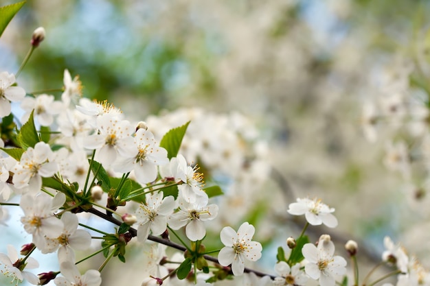 cherry tree branch against  blur background