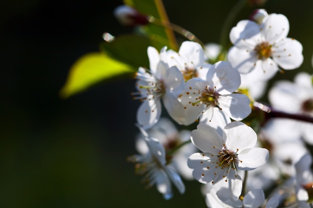 cherry tree branch against  blur background