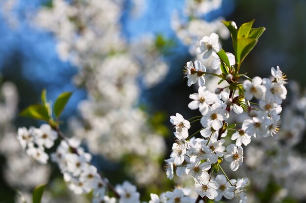 花咲く桜の枝