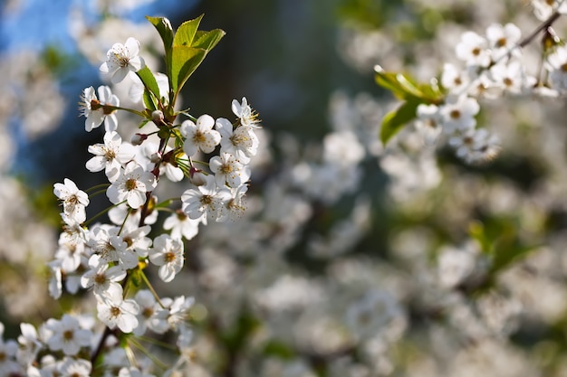 cherry tree branch in  blooms garden