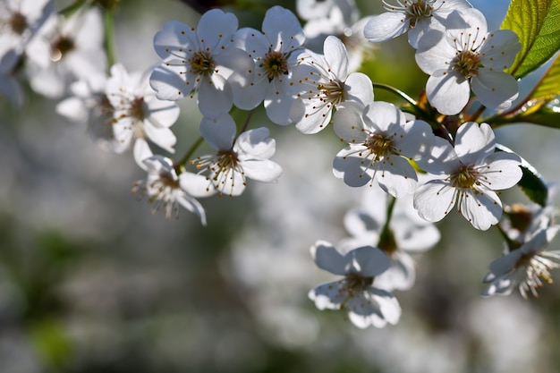 Free photo cherry tree branch in spring