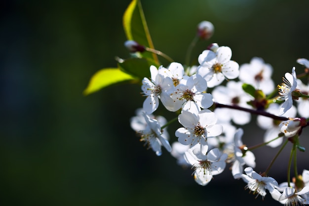 cherry tree branch   with copyspace