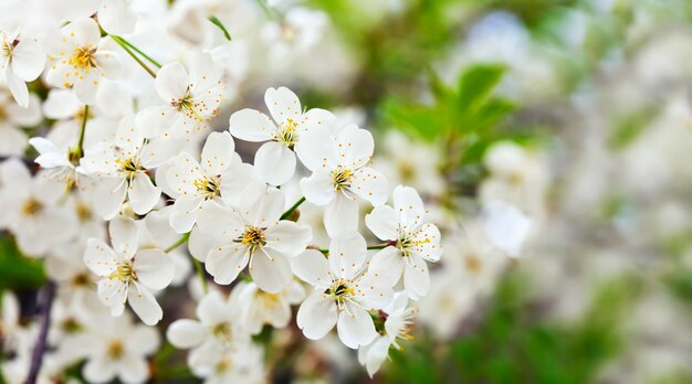 cherry tree branch with flowers