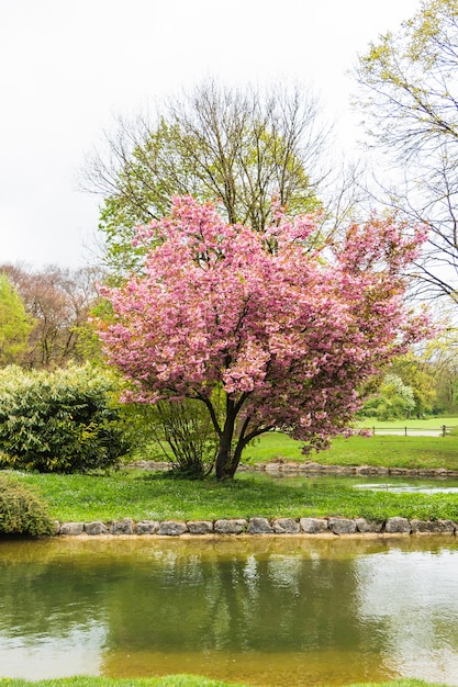 Cherry tree by water in garden