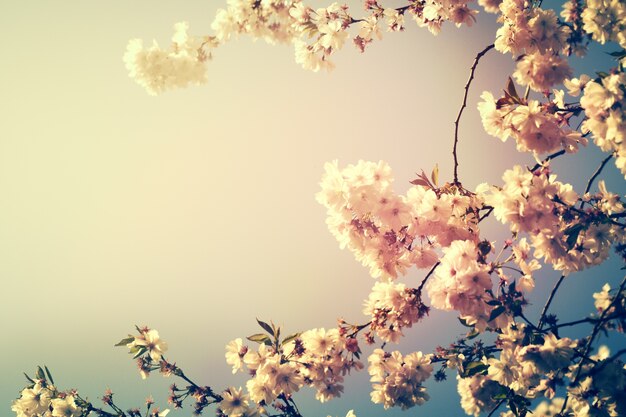 Cherry tree flowers