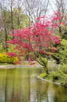 Free photo cherry tree planted by river