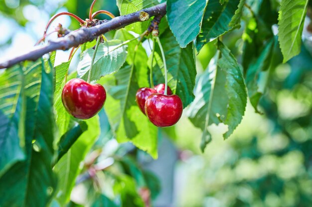 Cherry tree with ripe cherries