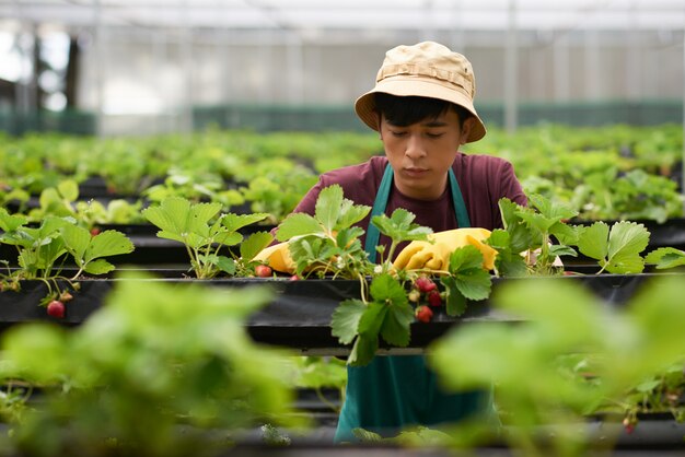 Chest up shot of young peasant cultivating strawberry in a large greenhouse