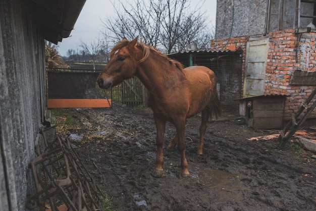 Chestnut horse in yard