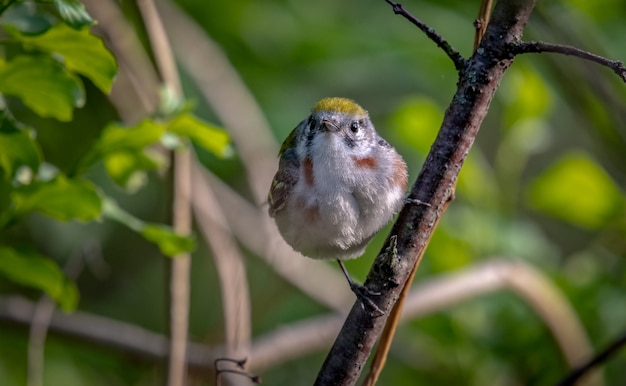 Каштановая певчая птица (Setophaga pensylvanica)