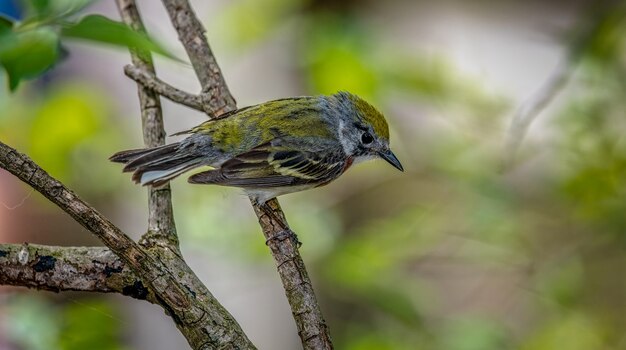 밤나무 편자 (Setophaga pensylvanica)