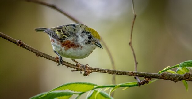 Chestnut-sided Warbler, Setophaga pensylvanica