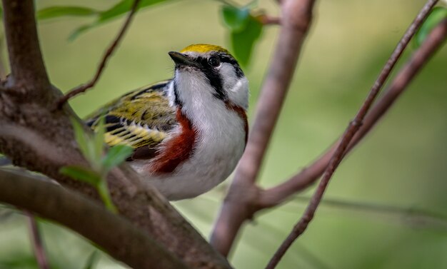 Каштановая певчая птица (Setophaga pensylvanica)