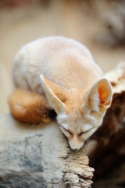 シカゴ動物園