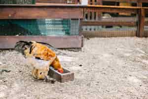 Foto gratuita pollo che mangia i grani nella fattoria