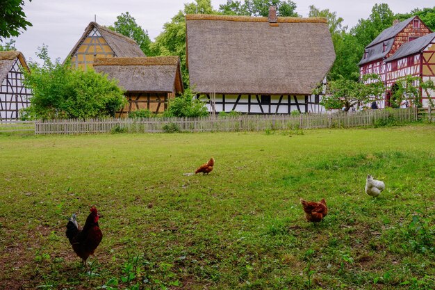 독일 Eifel 지역의 Kommern 마을에있는 야외 박물관의 잔디에 닭 암탉