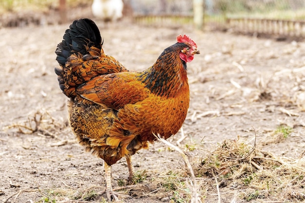 농장 마당에 갈색과 검은색 깃털을 가진 닭