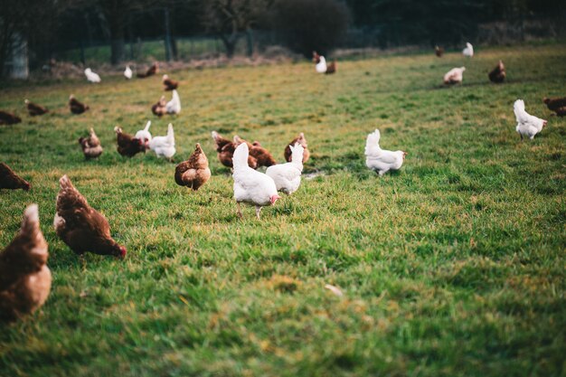 낮에는 농장 구내에서 다양한 색상의 닭