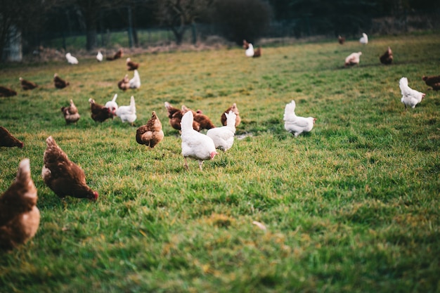 Free photo chickens of different colors in the farmyard during daytime